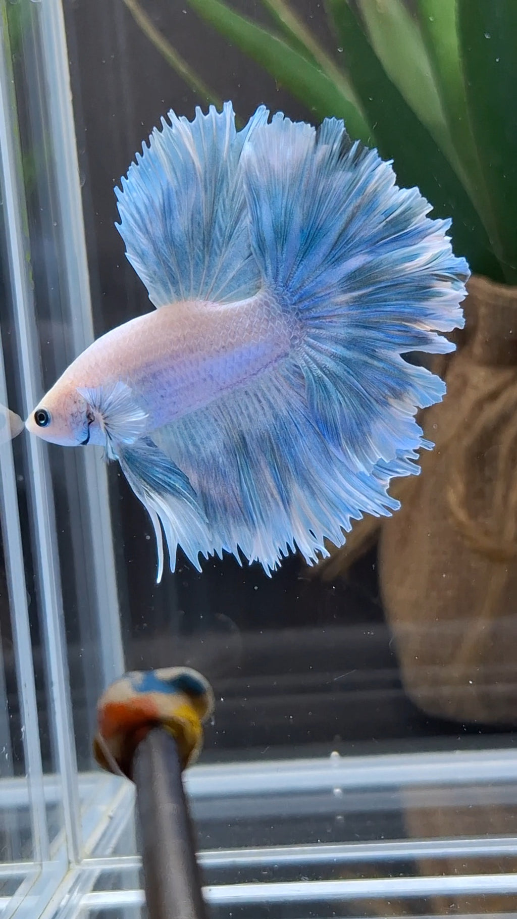 Over Halfmoon Feathertail Blue Sky Aurora Betta Fish Male