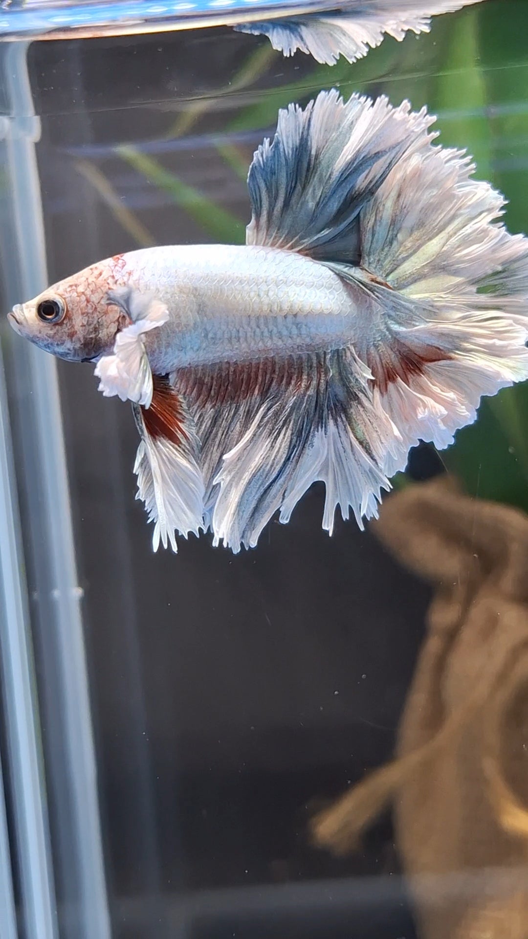 King Feathertail Dumbo Ear Pastel Copper Betta Fish Male