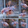 Halfmoon Candy Koi Multicolor Betta Fish Male