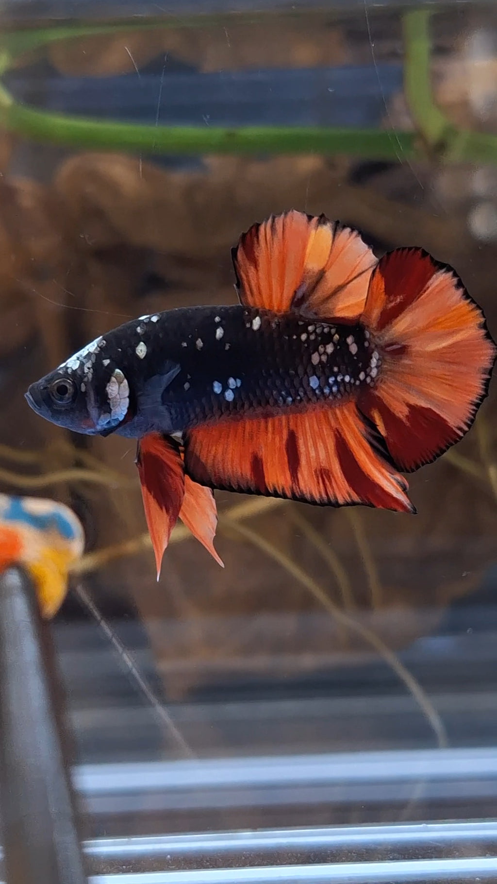 Avatar Nemo Copper Gold Black Variation Plakat HMPK Betta Fish Male