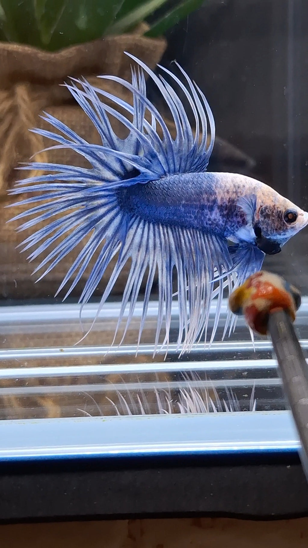 Crowntail Grizzle Betta Fish Male