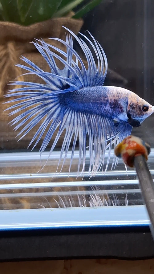 Crowntail Grizzle Betta Fish Male