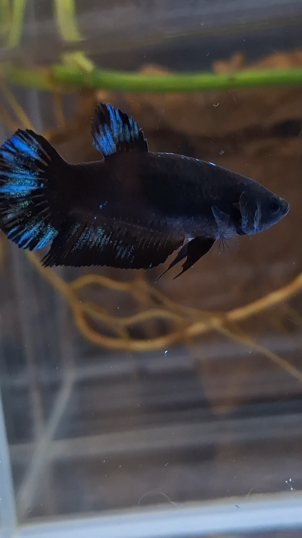 Avatar Black Blue Light Plakat Female Betta Fish For Sorority / Breed