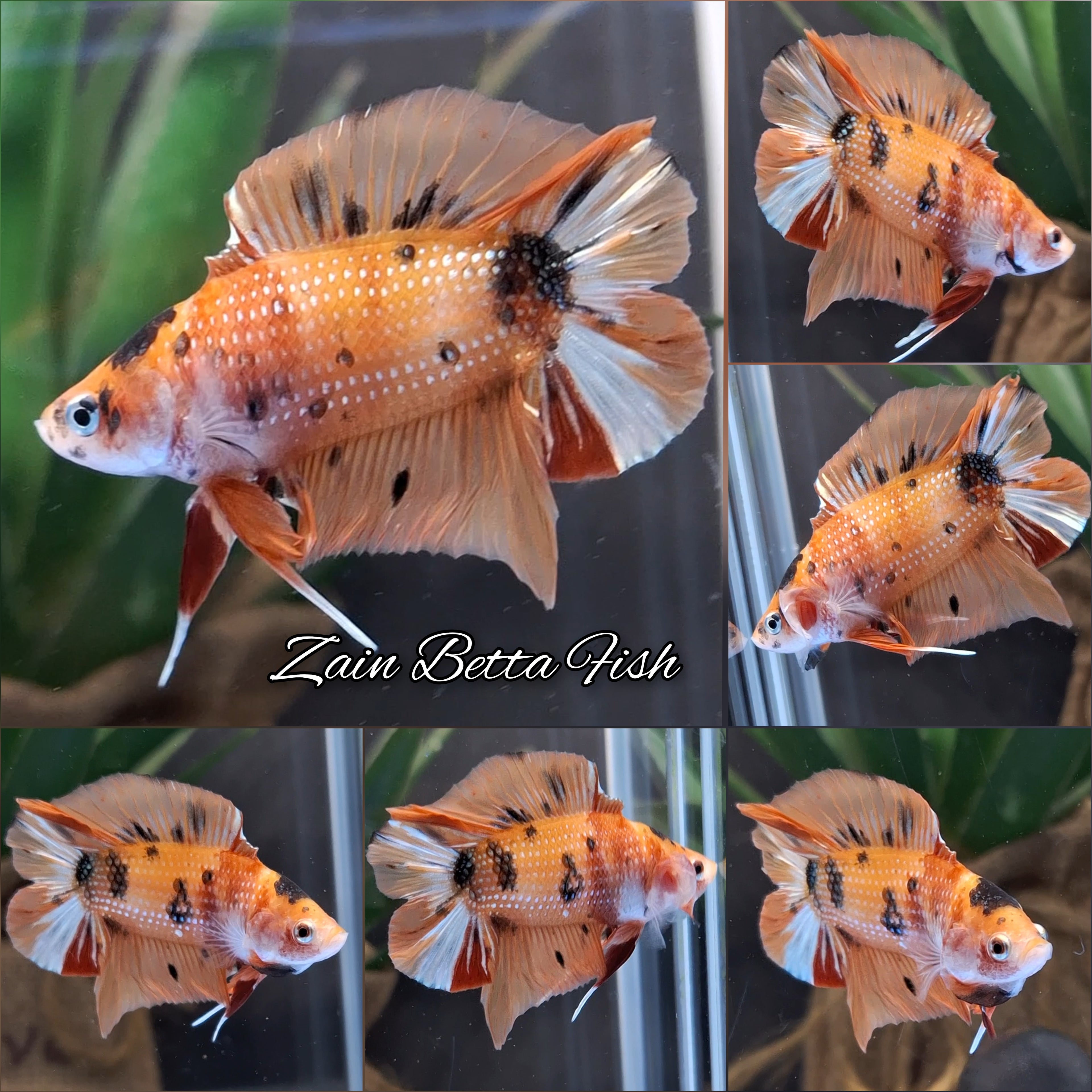 Double Tail Candy Copper Variant HMPK Betta Fish Male