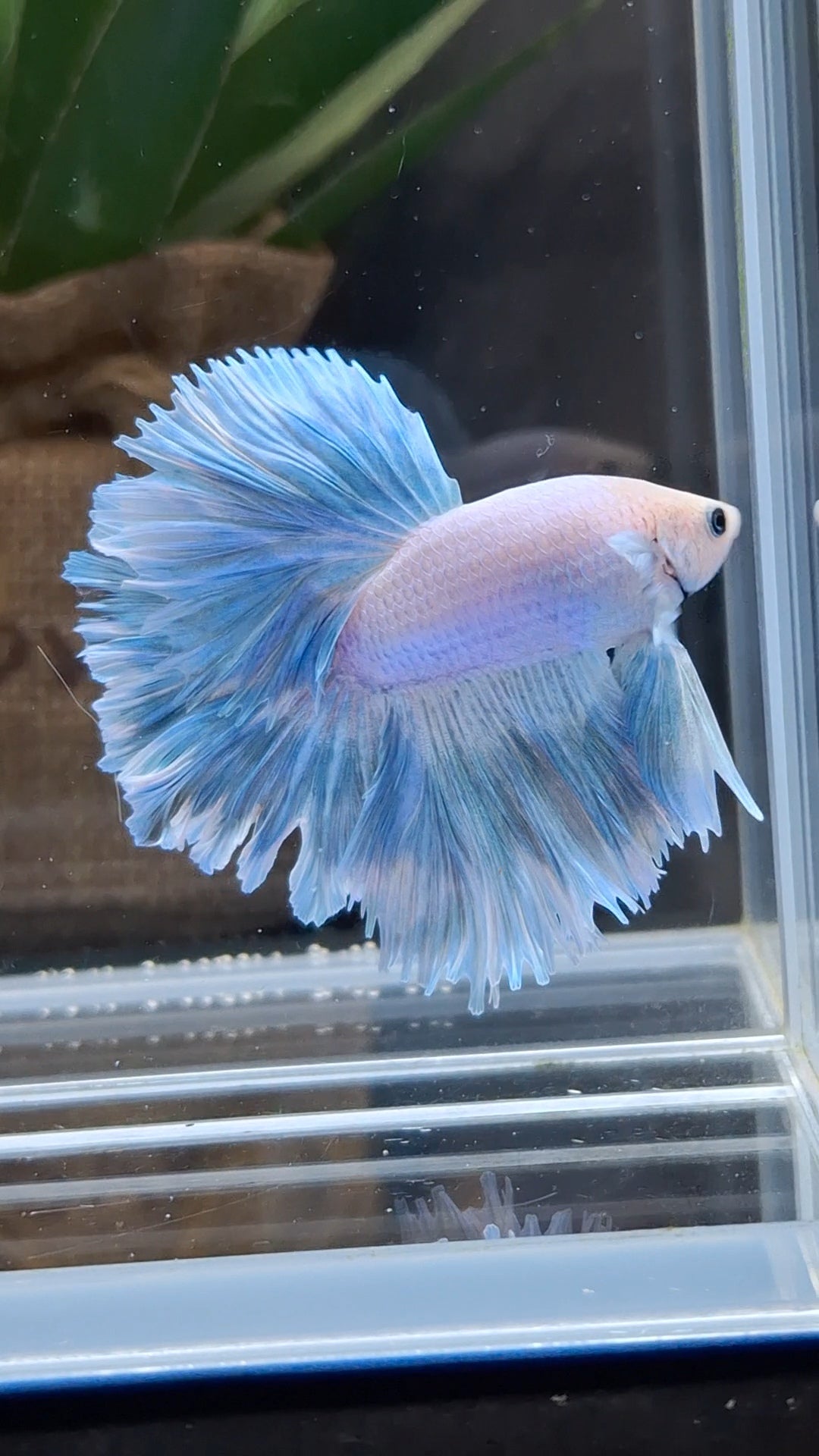 Over Halfmoon Feathertail Blue Sky Aurora Betta Fish Male