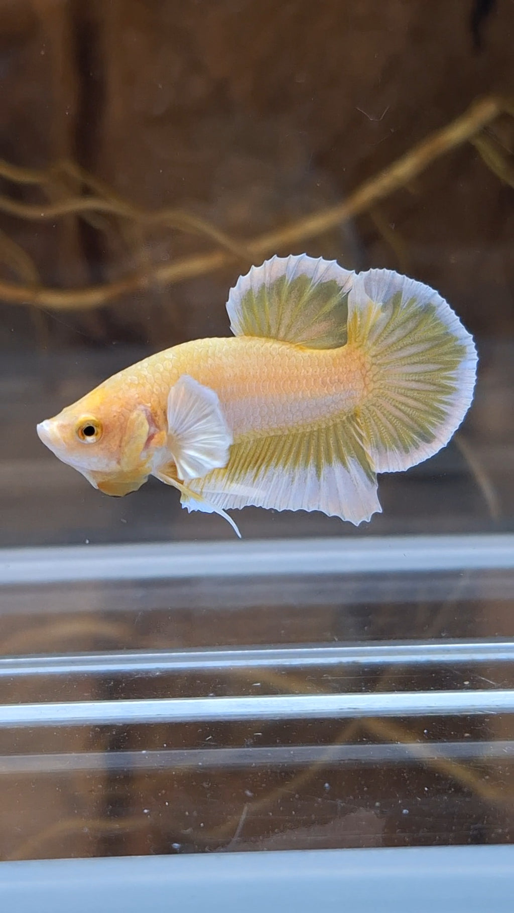 Gold Big Ear Butterfly Plakat Betta Fish Male