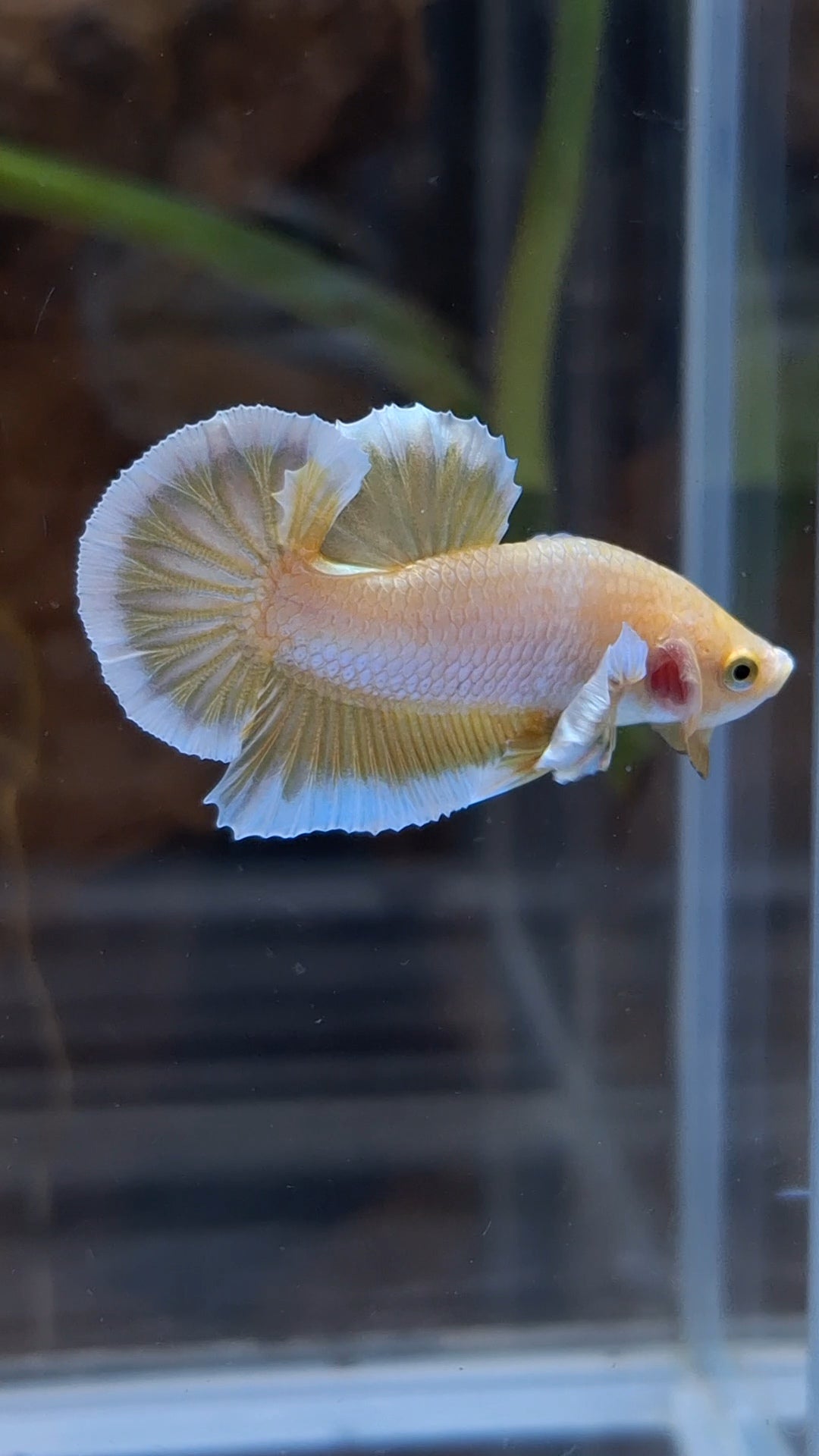 Gold Big Ear Butterfly Plakat Betta Fish Male