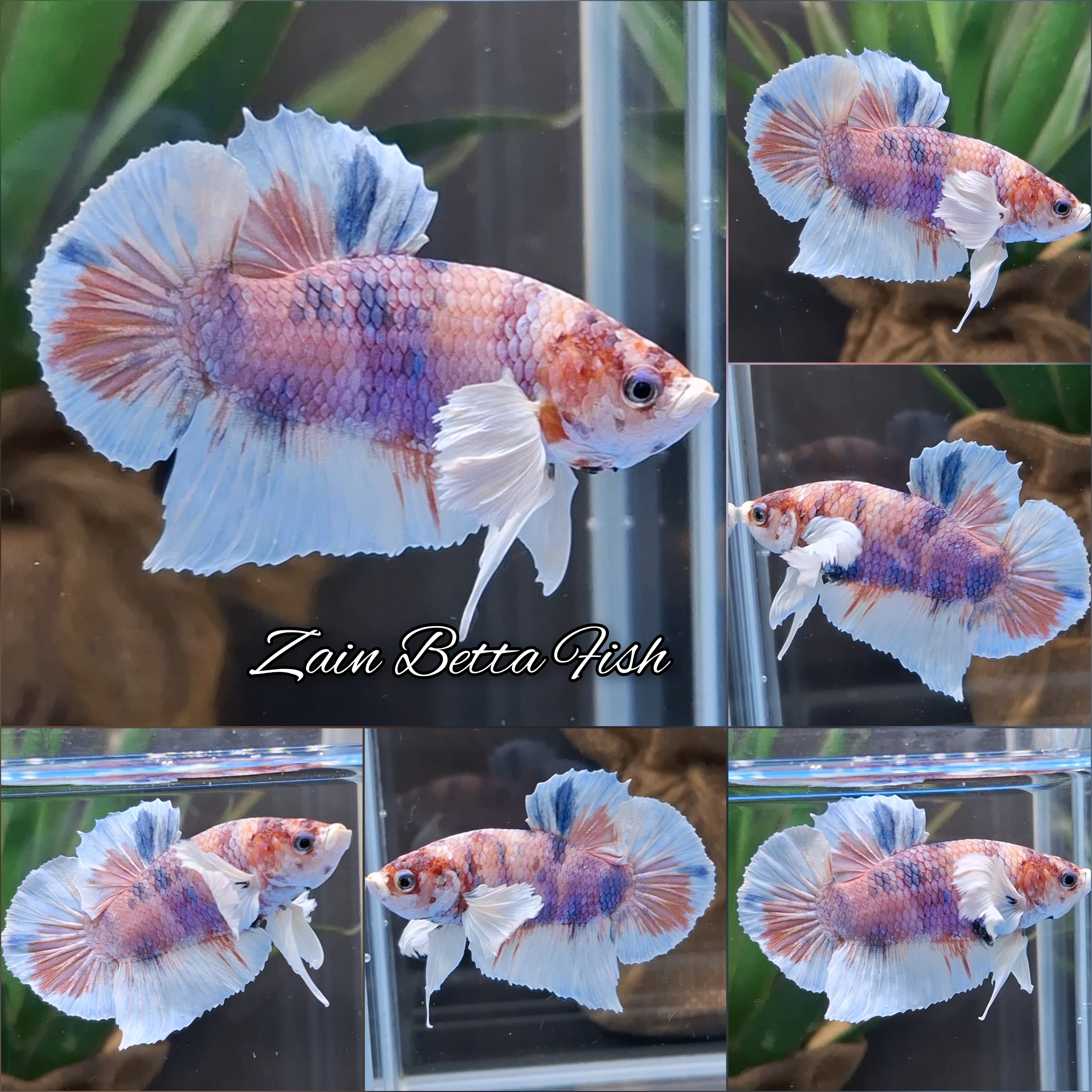 Dumbo Ear Candy Purple Multicolor HMPK Betta Fish Male
