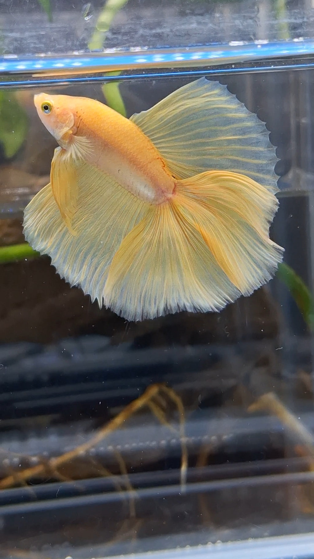 Halfmoon Double Tail Yellow Banana Betta Fish Male