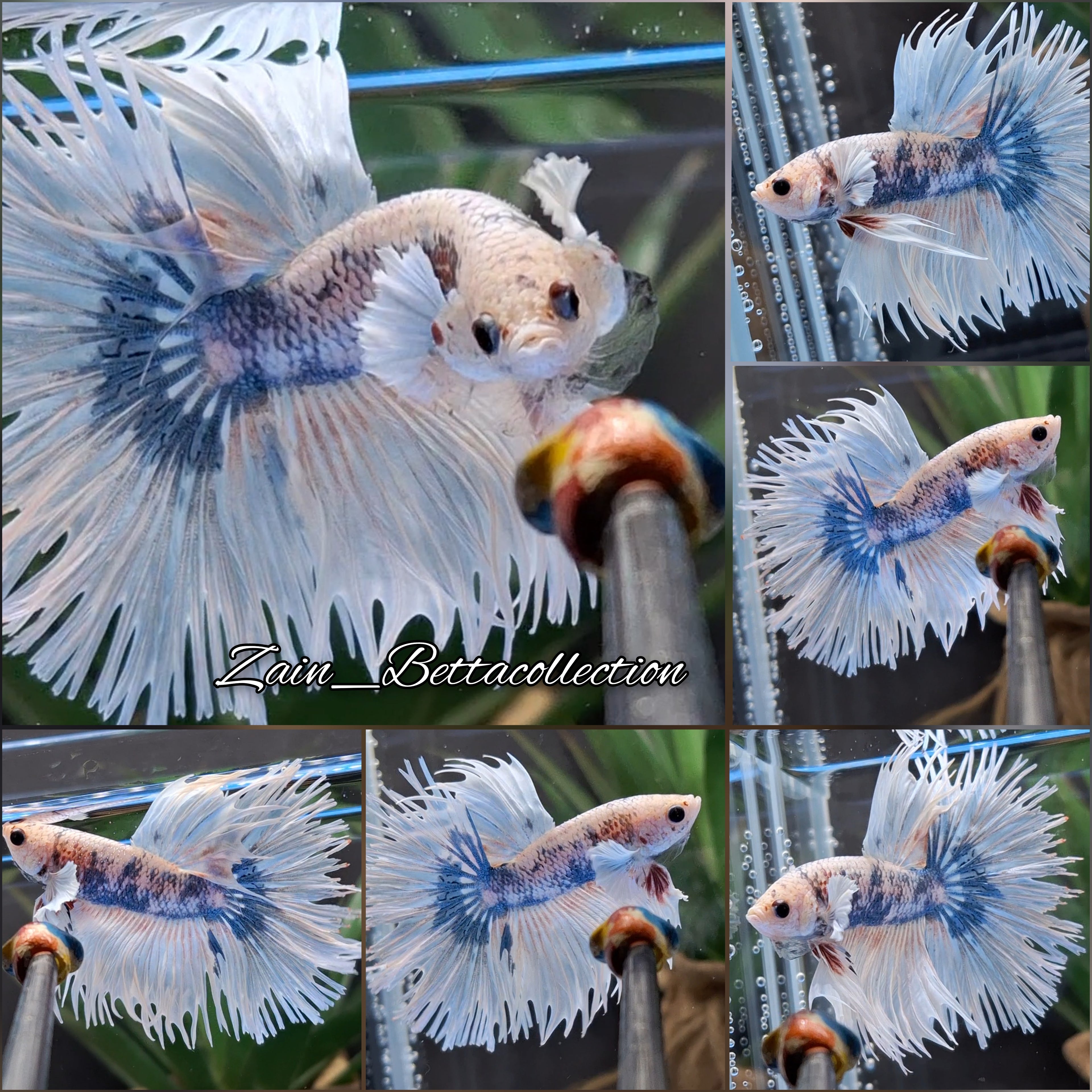 Crowntail Dumbo Ear White Marble Rare Betta Fish Male