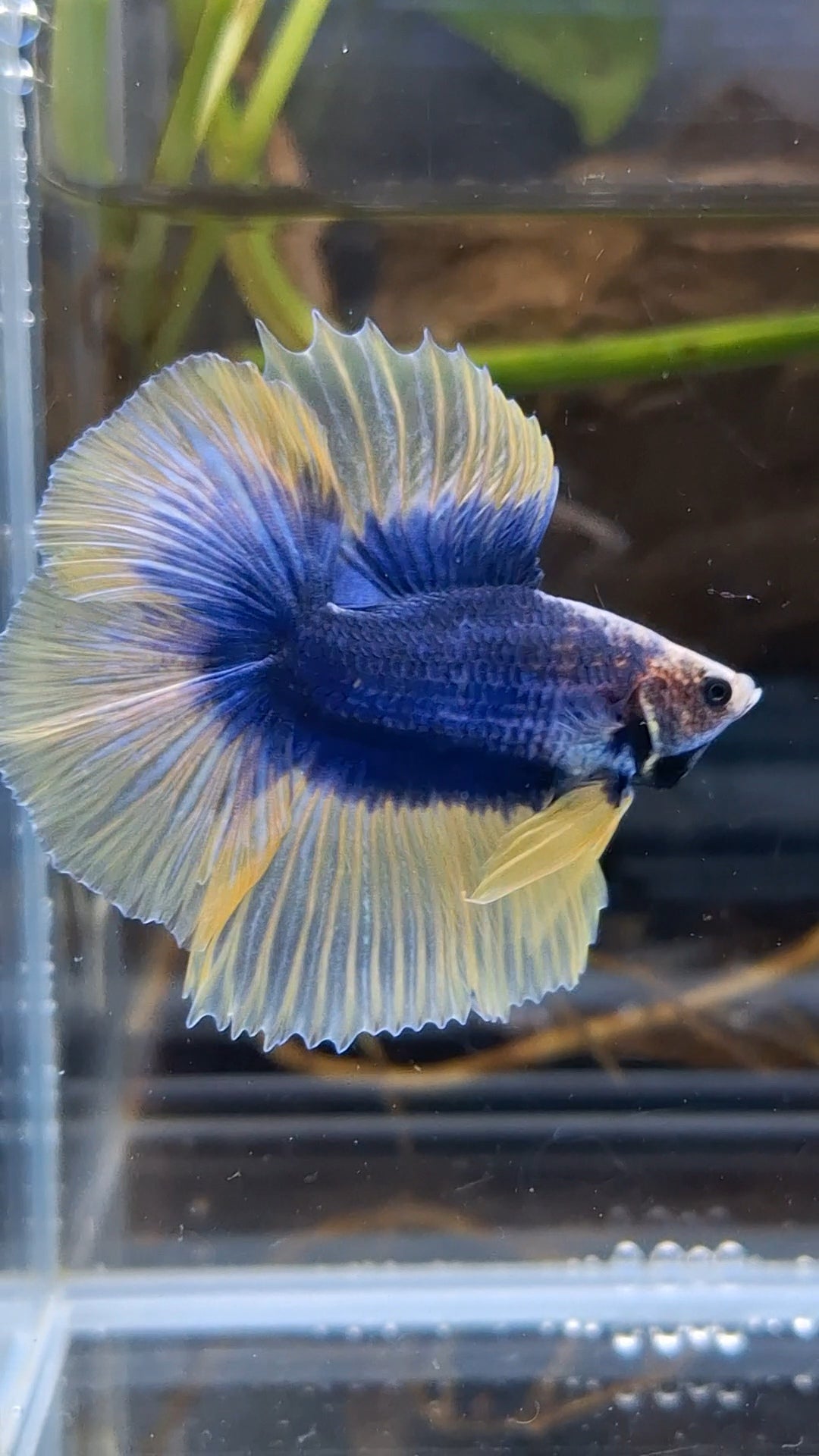 Halfmoon Double Tail Mascot Blue With Yellow Betta Fish Male