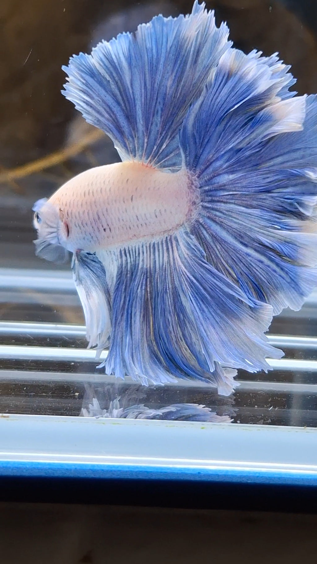 Over Halfmoon Feathertail Blue Sky Butterfly Large Size Rare Betta Fish Male