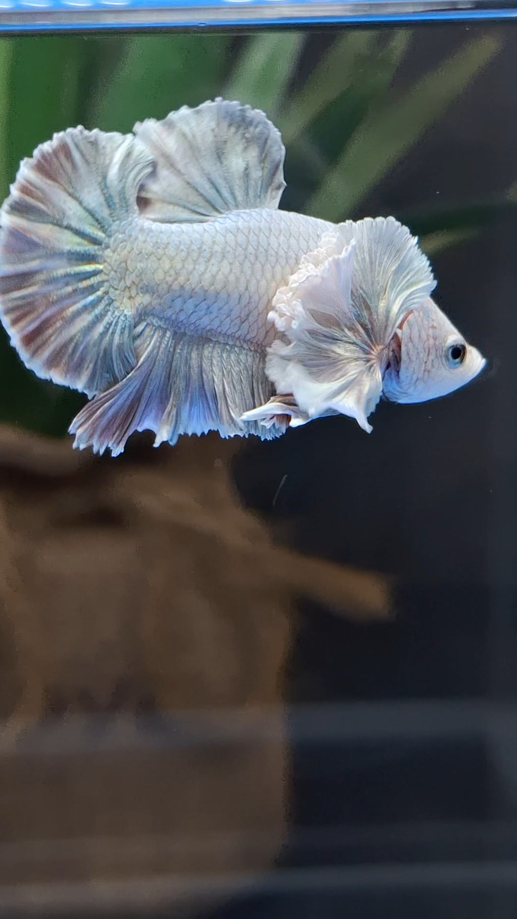 Premium Dumbo Ear Rose Gold Aurora Rare Plakat HMPK Betta Fish Male