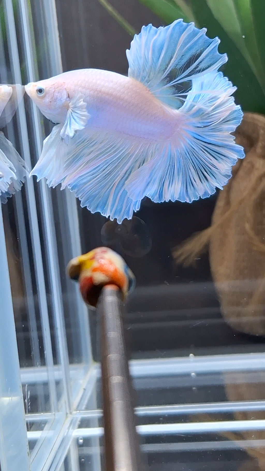 Premium Halfmoon King Feathertail White Unicorn Big Ear Rare Betta Fish Male
