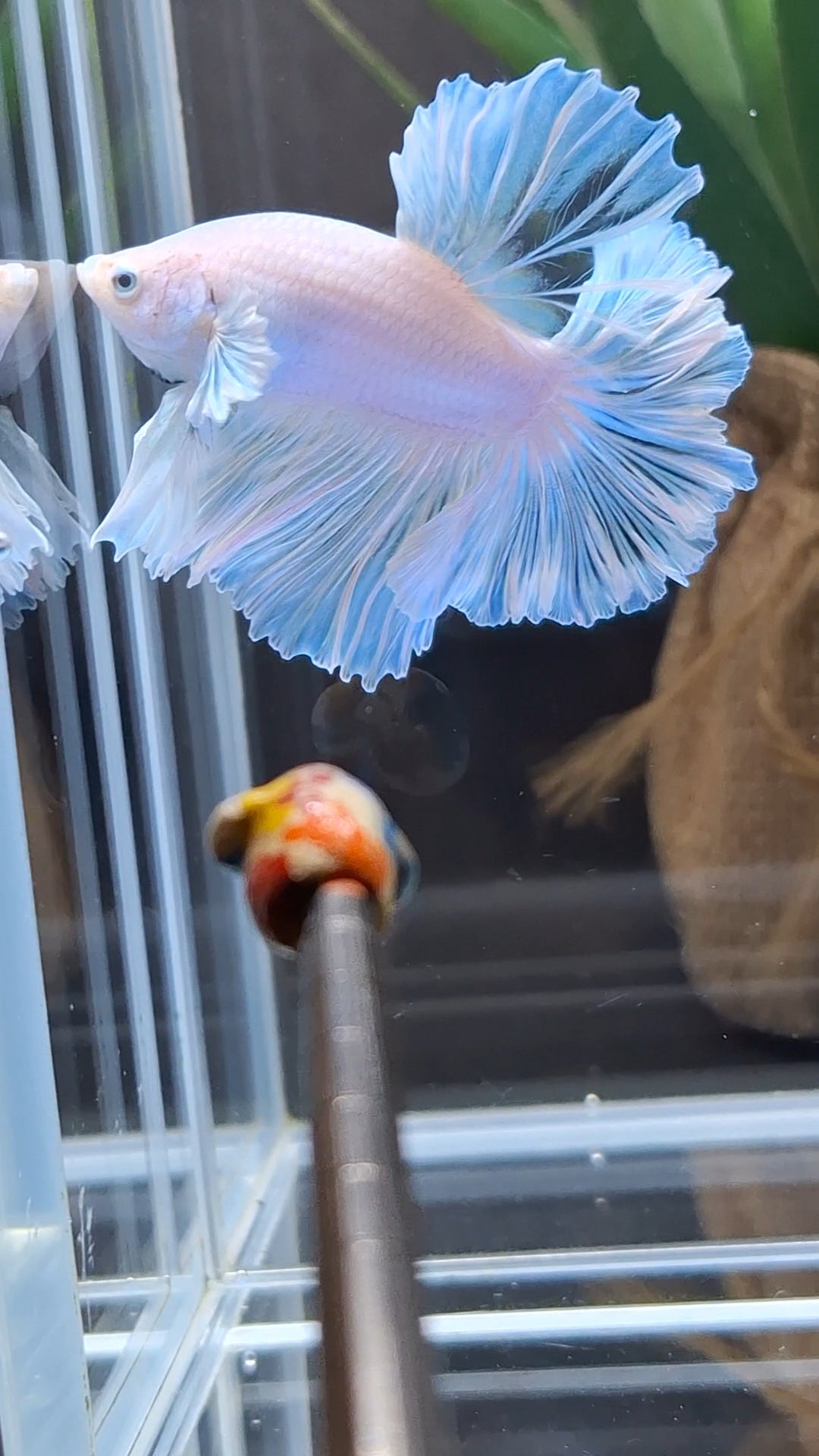 Premium Halfmoon King Feathertail White Unicorn Big Ear Rare Betta Fish Male