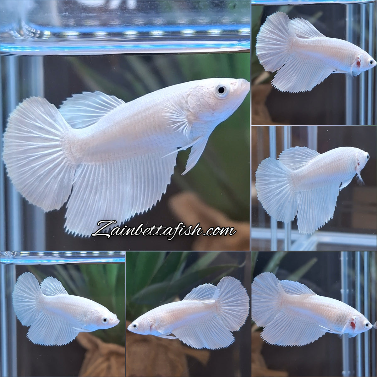 Halfmoon White Platinum Female Betta Fish For Sorority and Breed