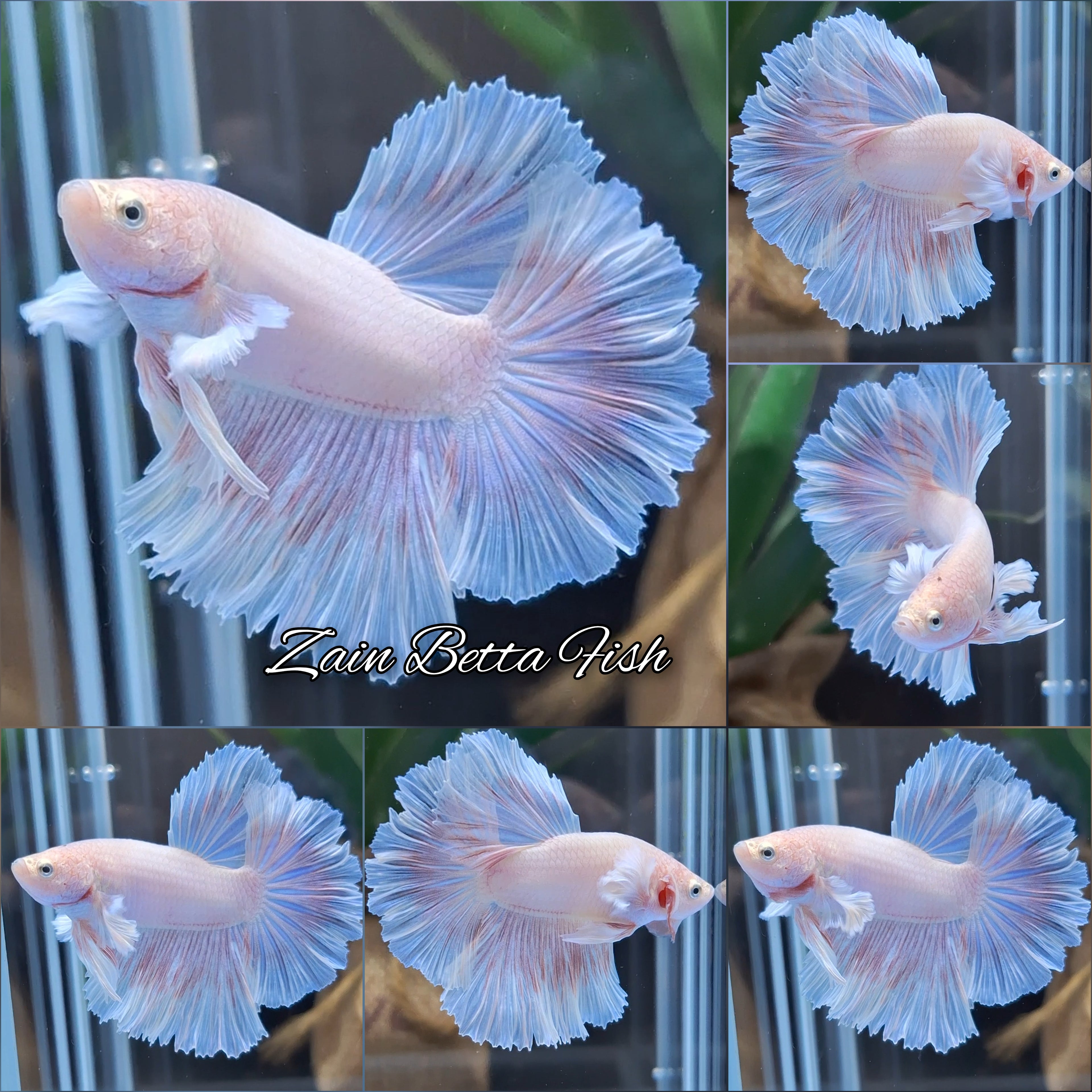 Halfmoon Feathertail Pink Dumbo Ear Sweet Color Betta Fish Male