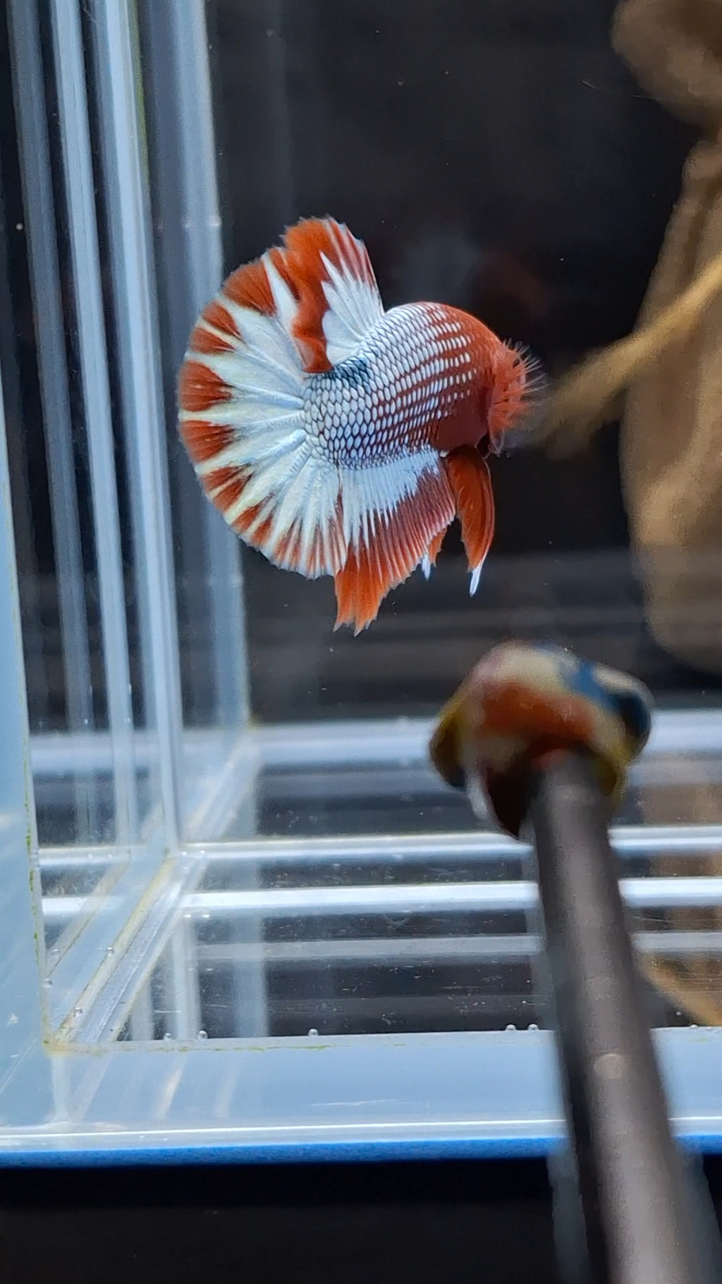 Red Fancy Copper FCCP Startail Plakat HMPK Betta Fish Male
