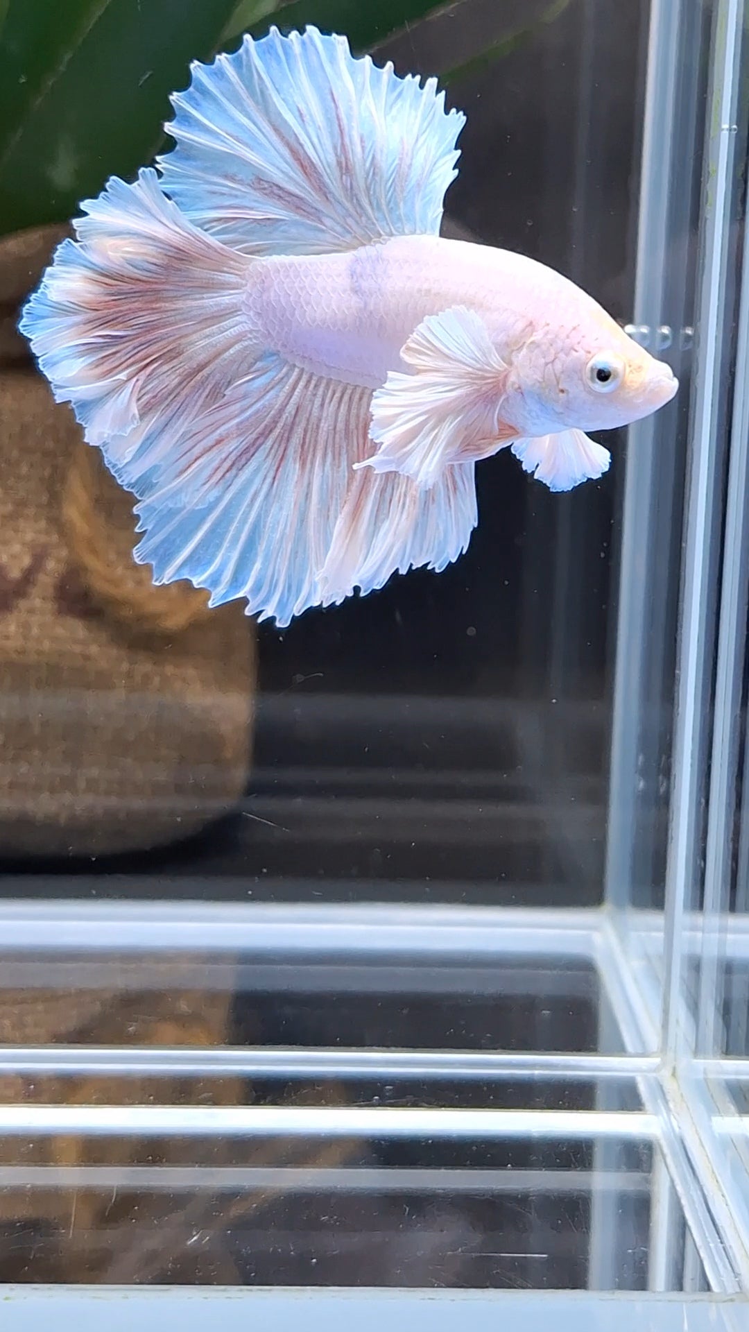 Halfmoon King Feathertail Rose Dumbo Ear Pink Butterfly Betta Fish Male