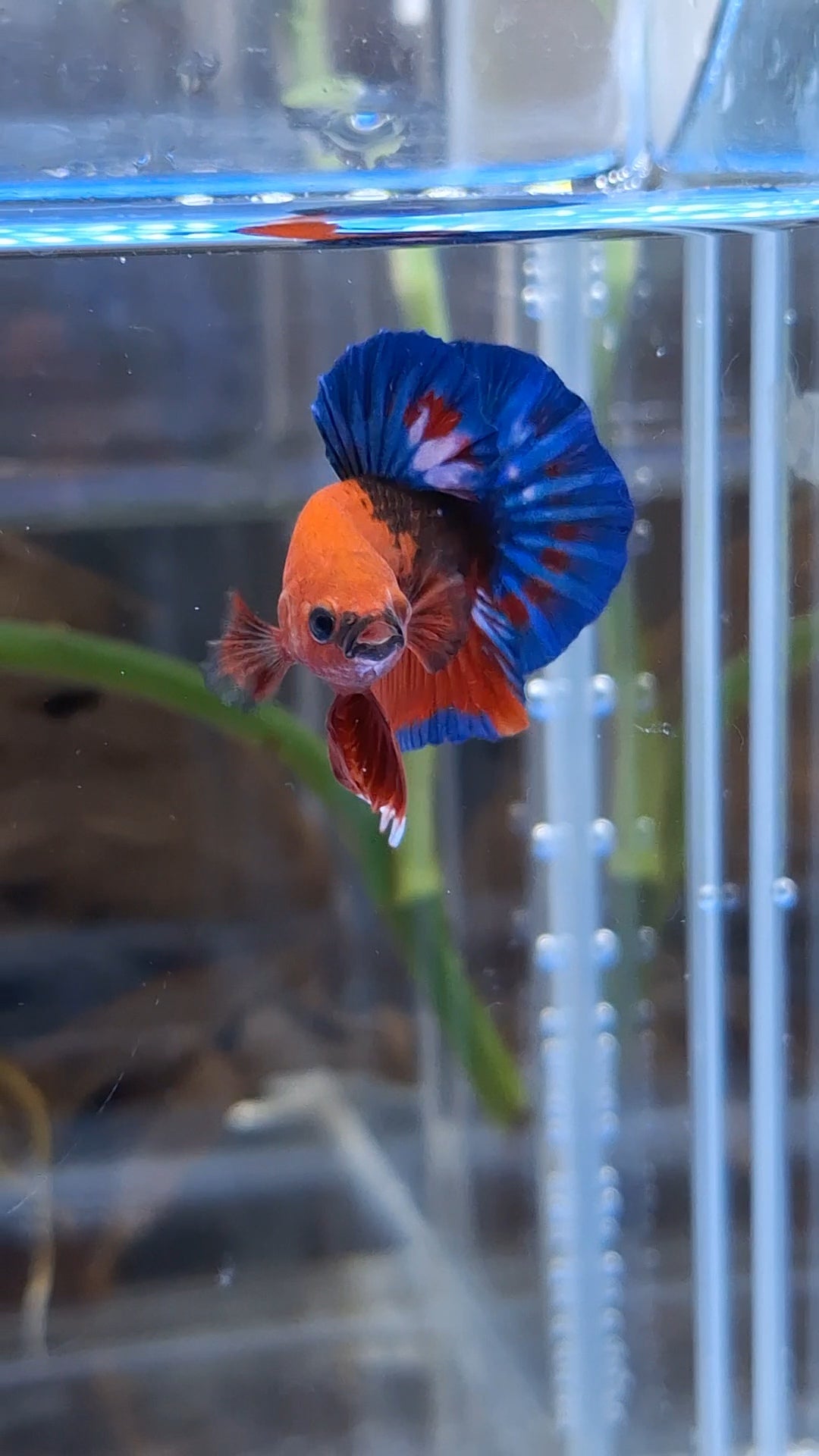 Red Hellboy Bold Blue Tail Plakat HMPK Betta Fish Male