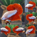Red Dragon Plakat HMPK Betta Fish Male