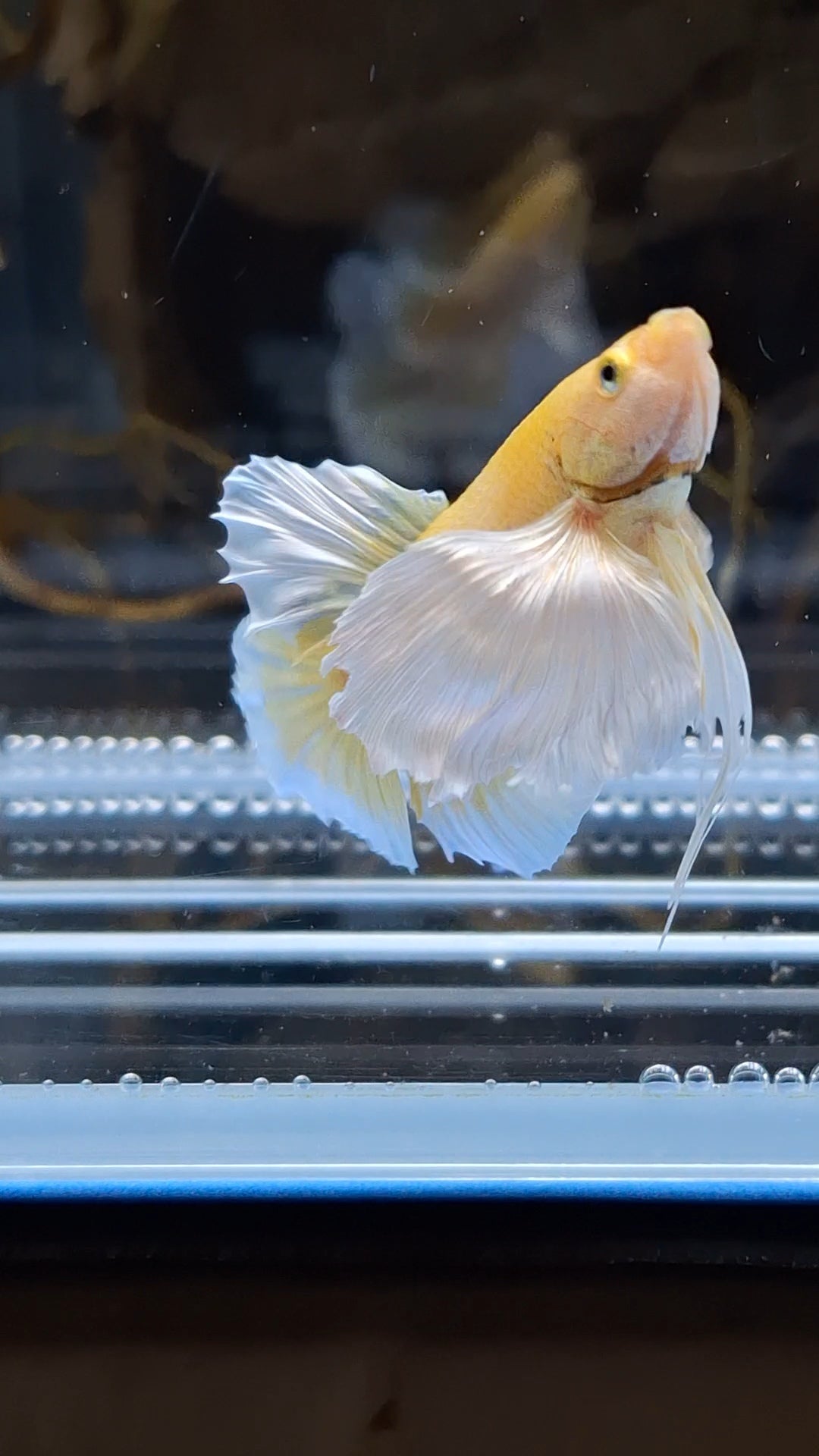 Dumbo Ear Soft Gold Plakat HMPK Betta Fish Male
