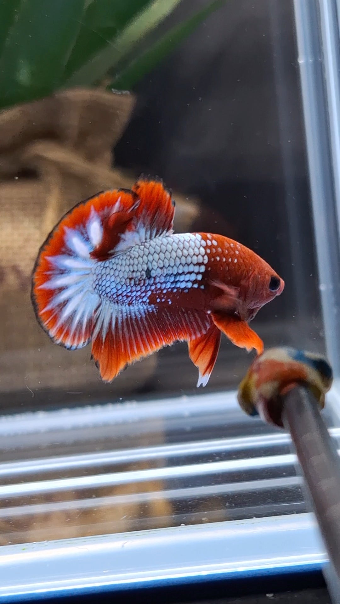 Red Fancy Copper FCCP Startail Plakat HMPK Betta Fish Male