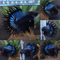 King Crowntail Black Orchid Betta Fish Male