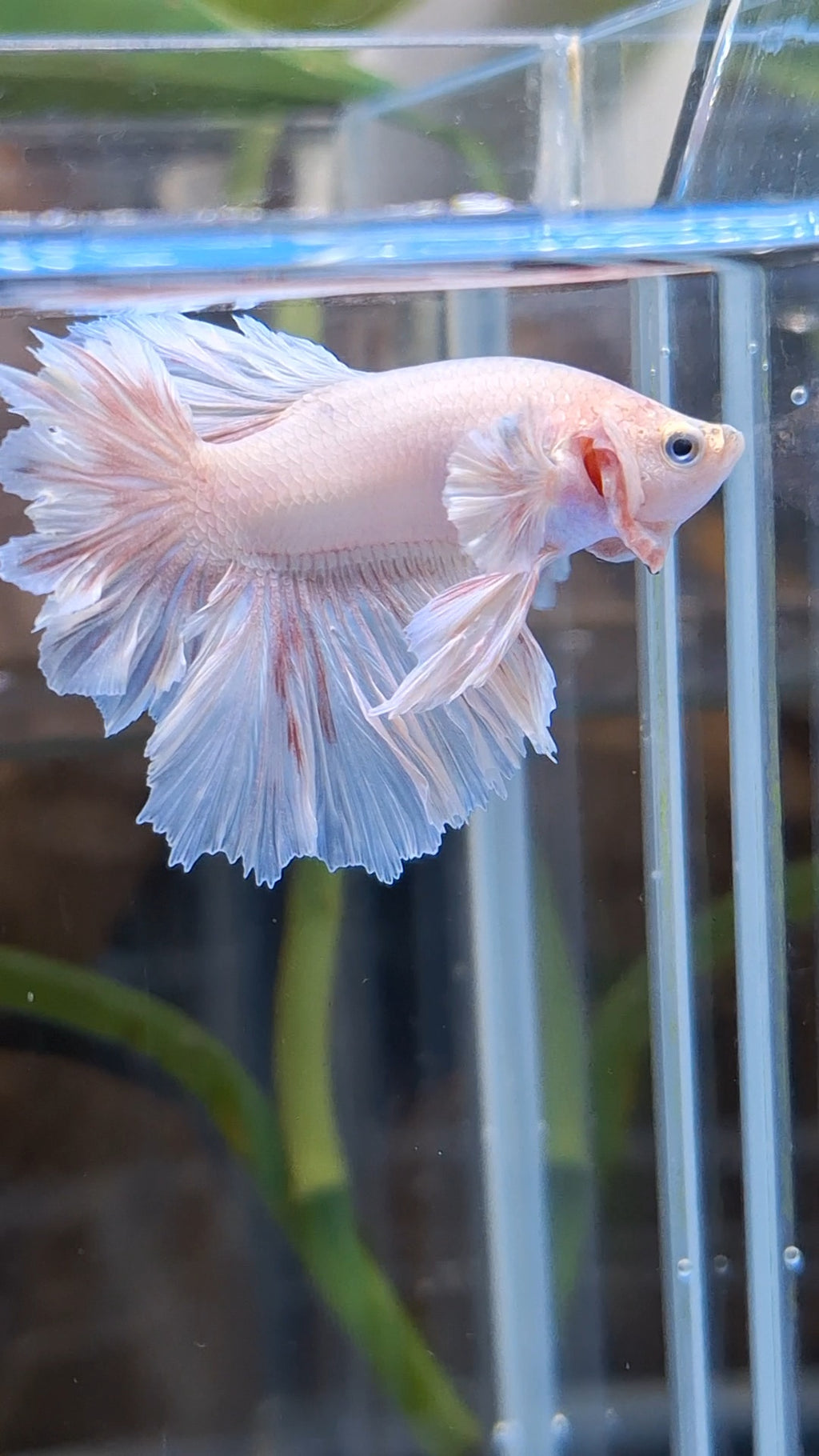 Junior King Feathertail Dumbo Ear Pink Betta Fish Male