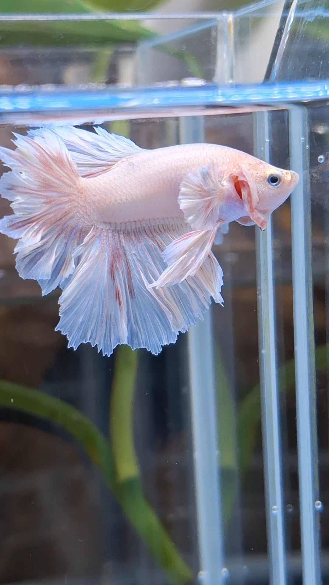 Junior King Feathertail Dumbo Ear Pink Betta Fish Male