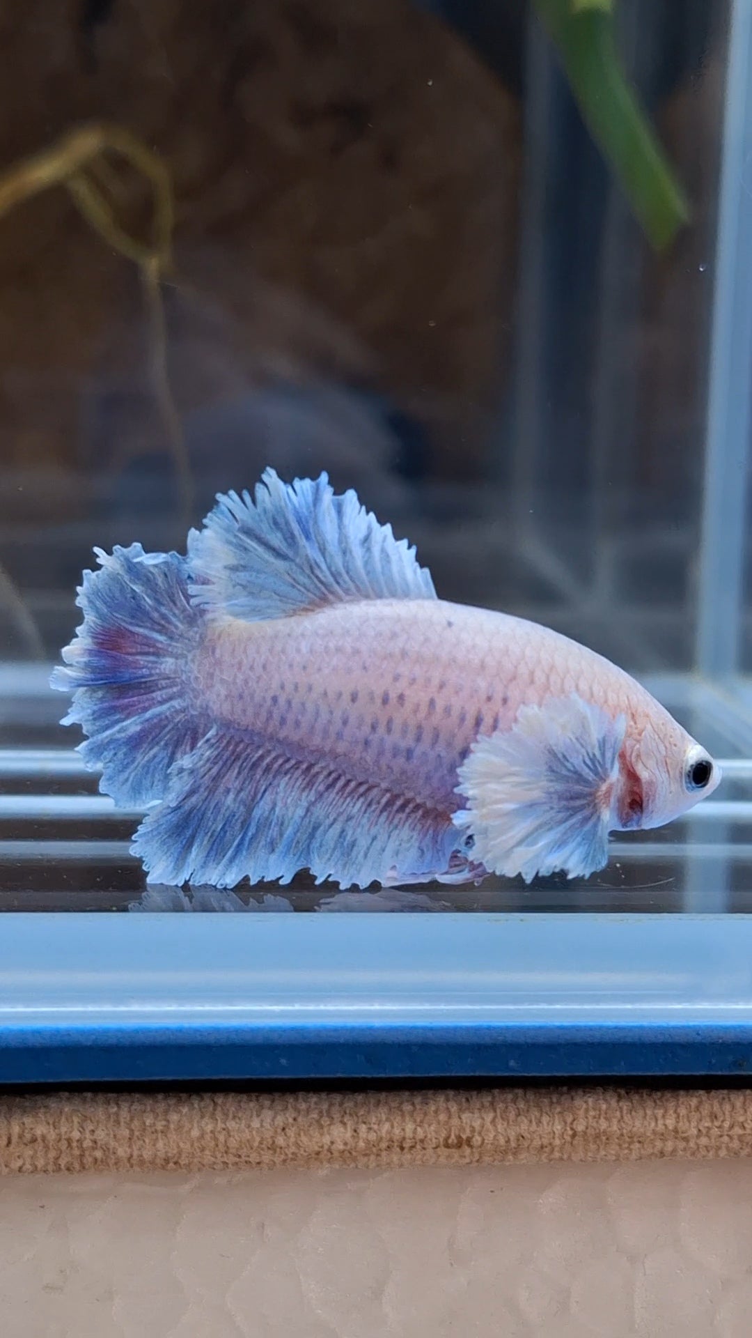 King Feathertail Rose Dumbo Ear Female Betta Fish For Sorority / Breed