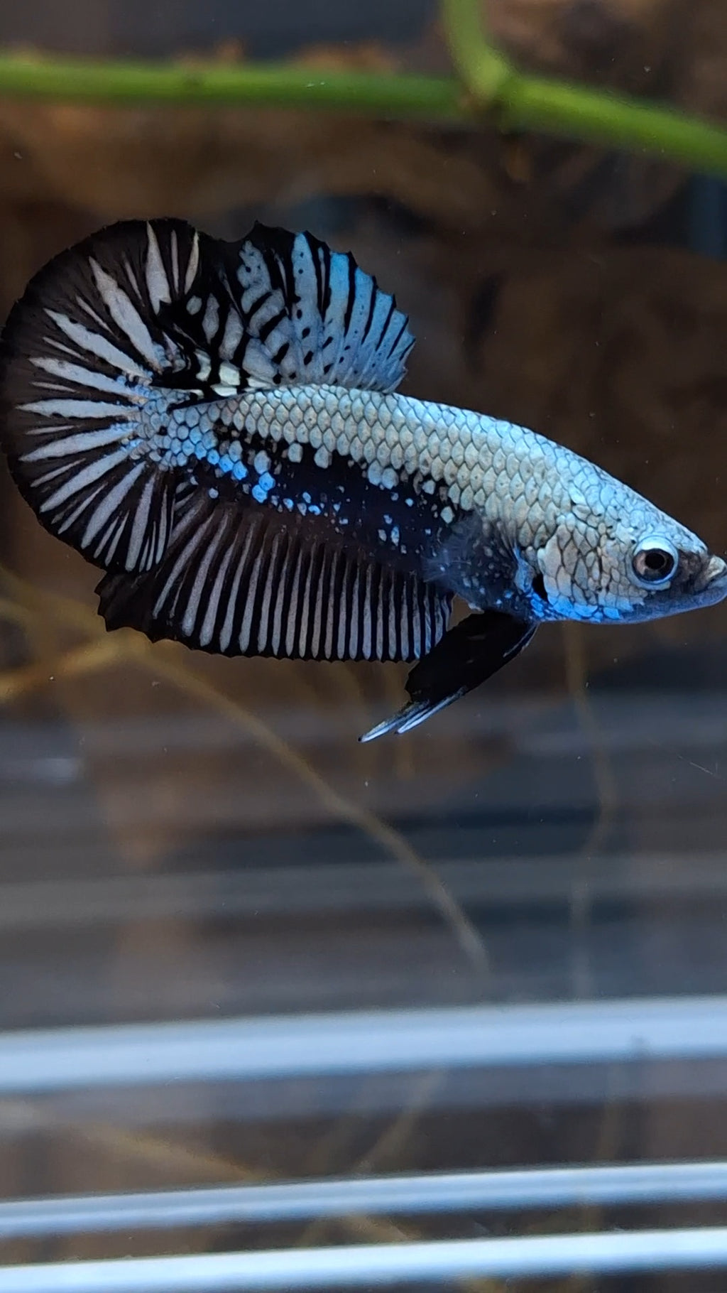 Samurai Plakat HMPK Betta Fish Male