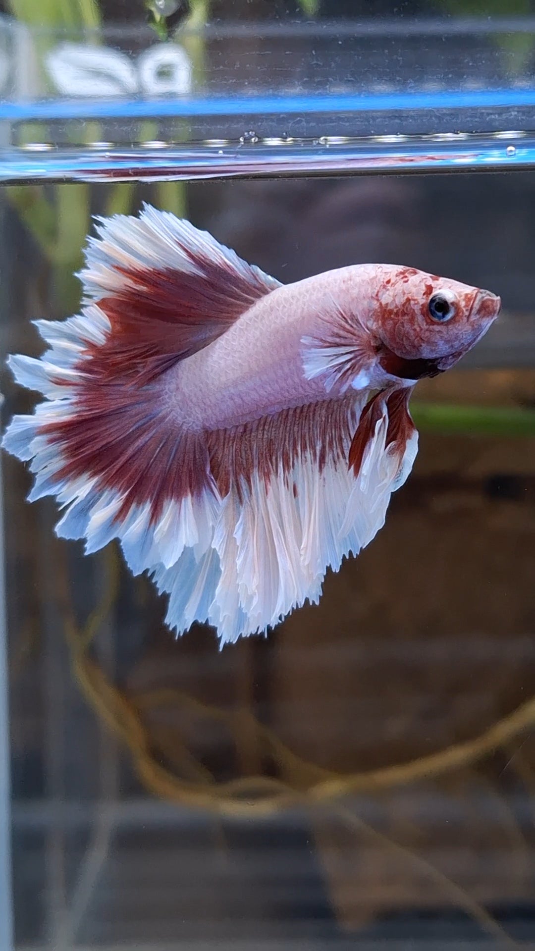 King Feathertail Pink Purple Butterfly Betta Fish Male