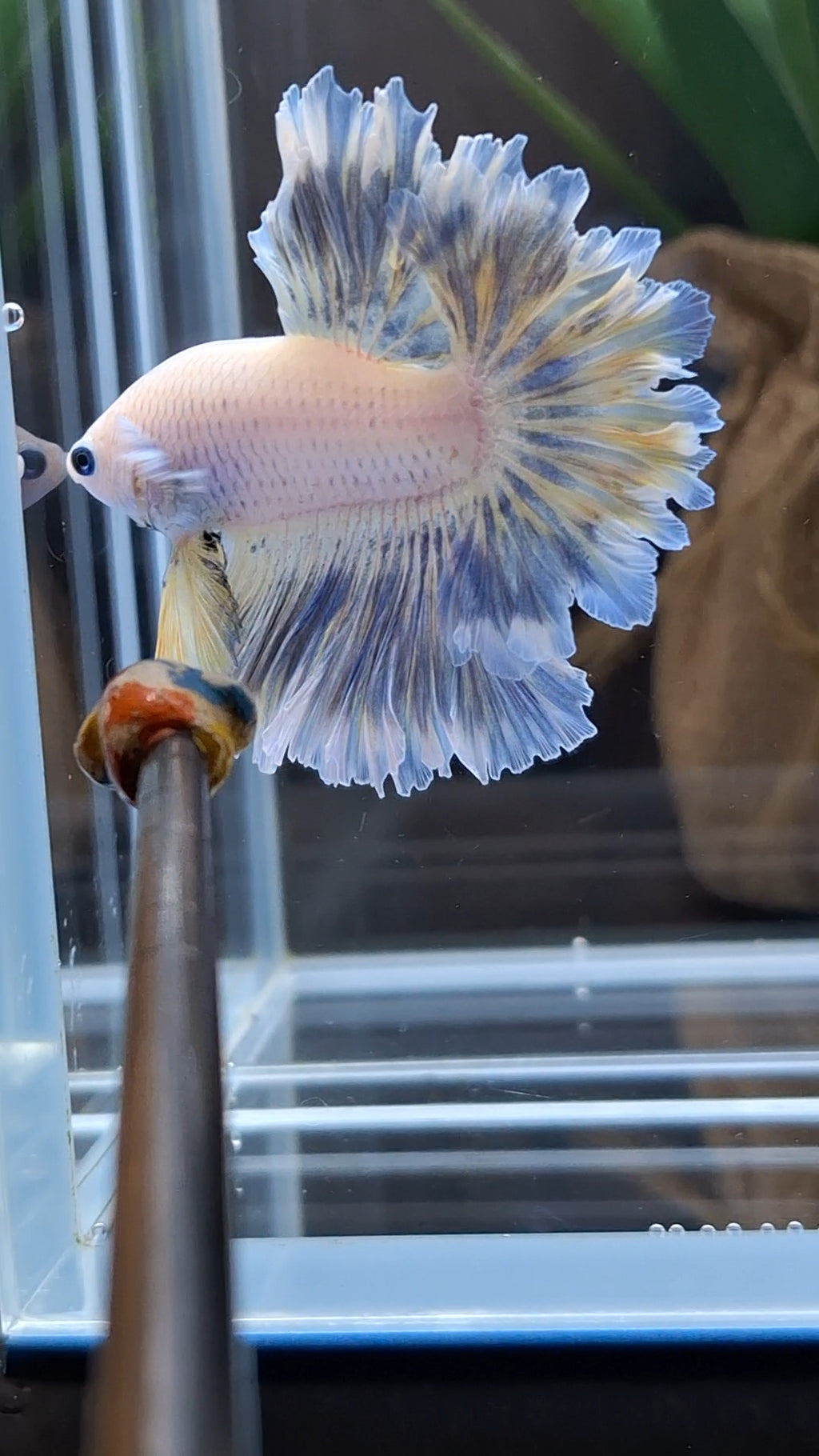 Feathertail Halfmoon Soft Grizzle Yellow Wash Rare Betta Fish Male