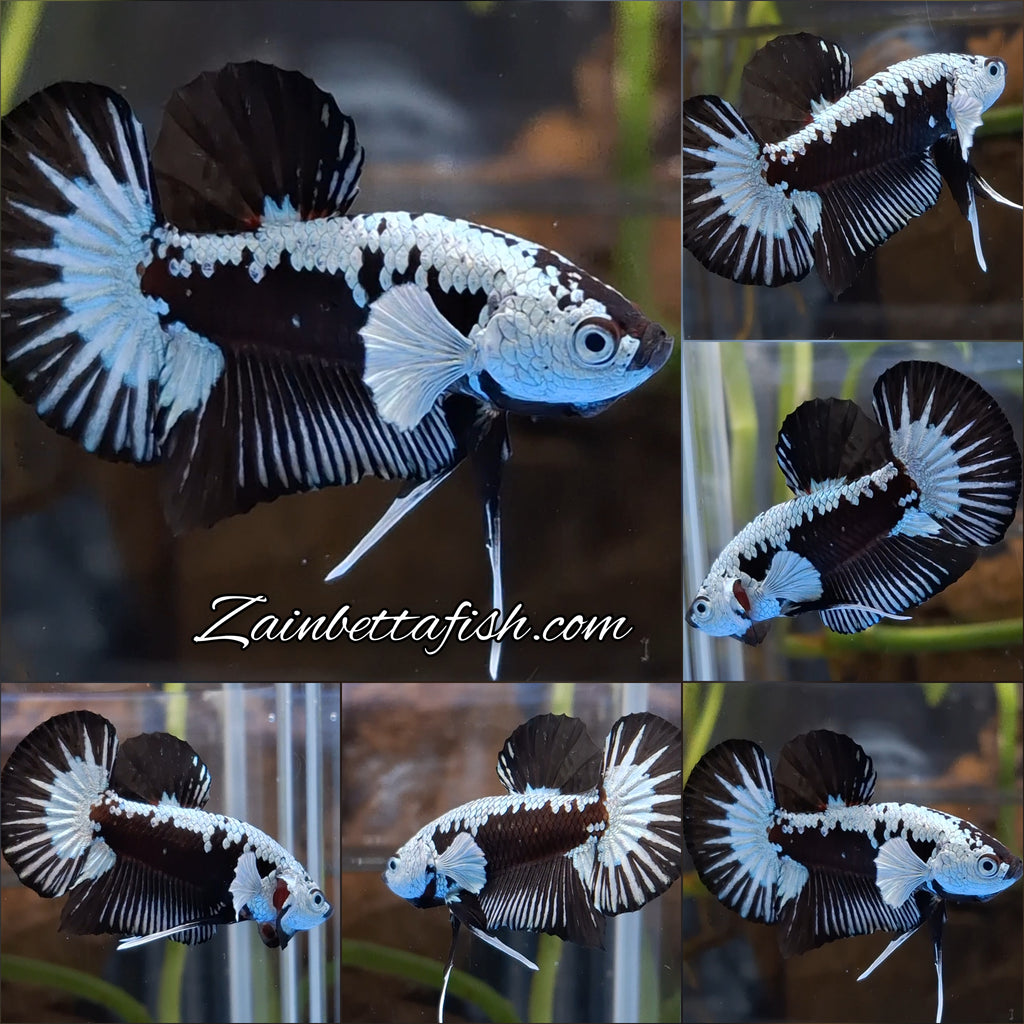 Samurai Black Mamba Snow White Ear Plakat HMPK Betta Fish Male