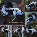 Samurai Black Mamba Snow White Ear Plakat HMPK Betta Fish Male