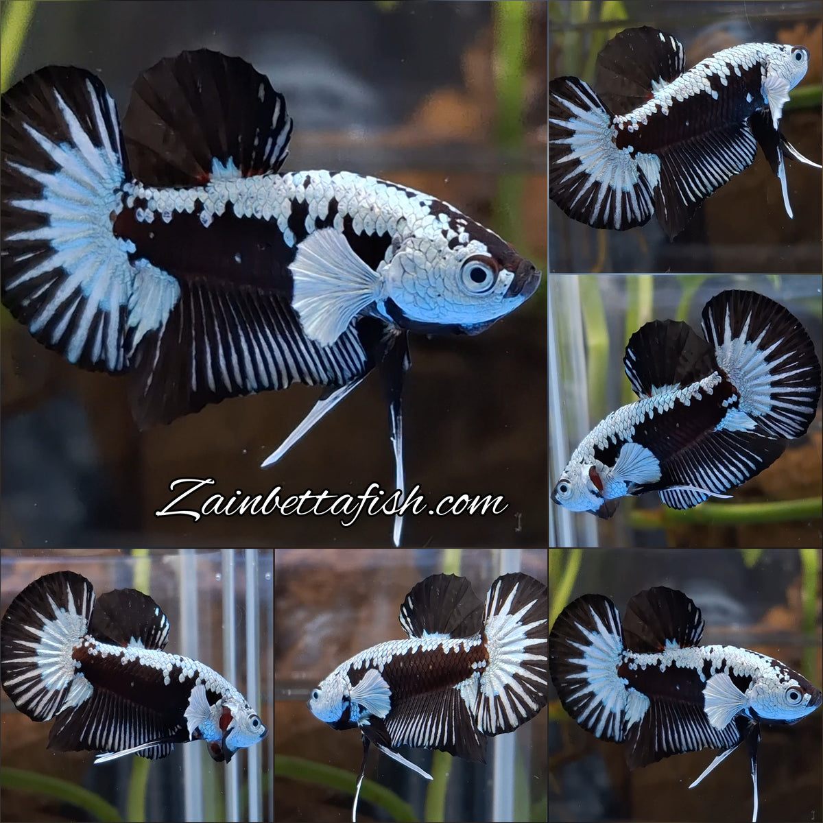 Samurai Black Mamba Snow White Ear Plakat HMPK Betta Fish Male