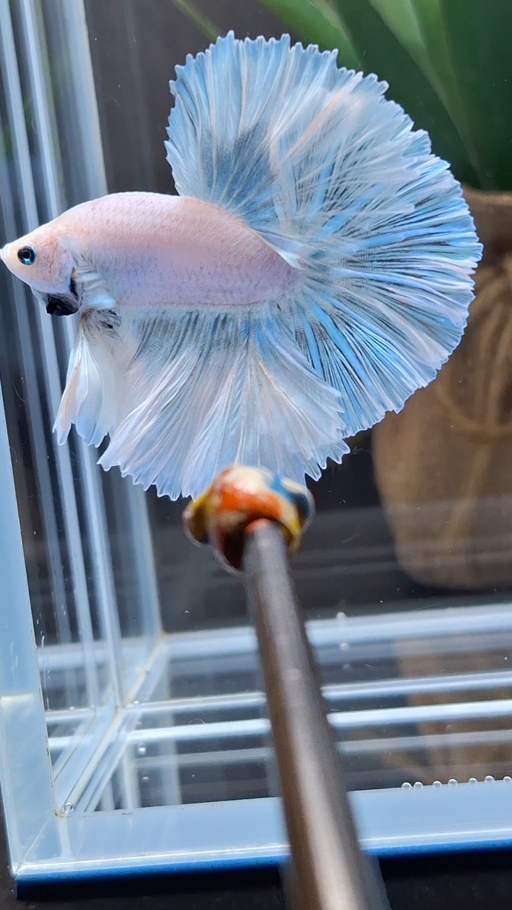 Over Halfmoon King Pastel Aurora Blue Sky Betta Fish Male