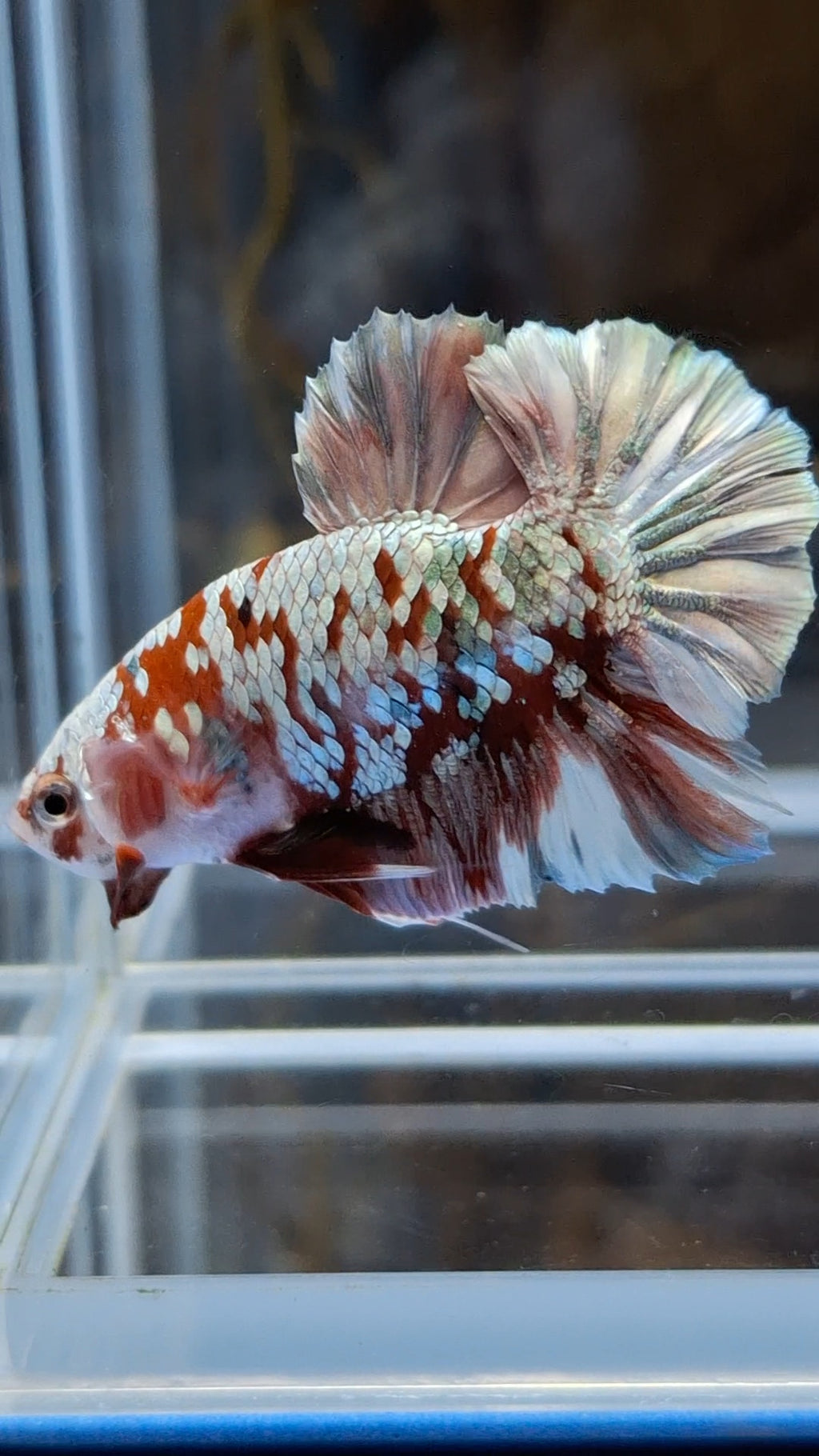 Red Koi Copper Gold Iron Man Plakat HMPK Betta Fish Male