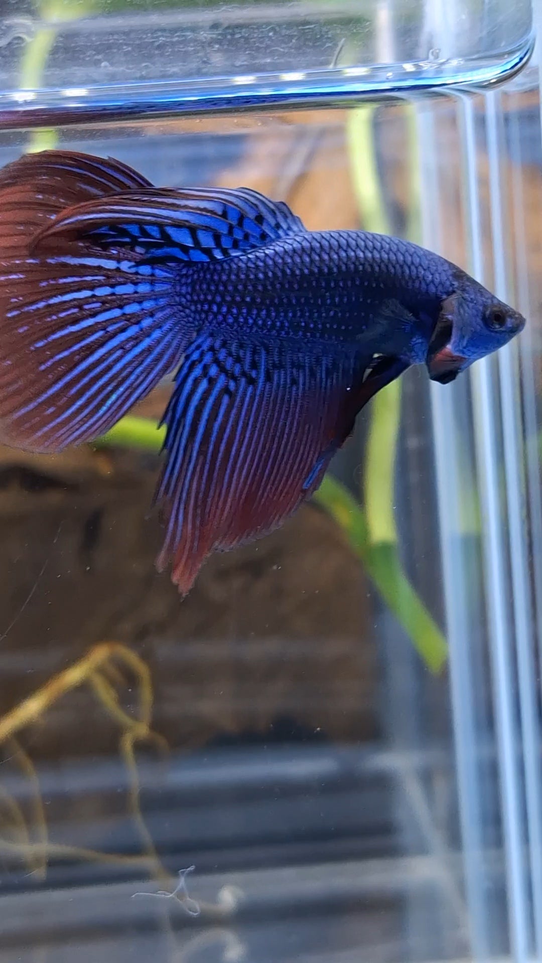 Alien Long Fins Blue Delta Tail Rare Wild Betta Fish Male
