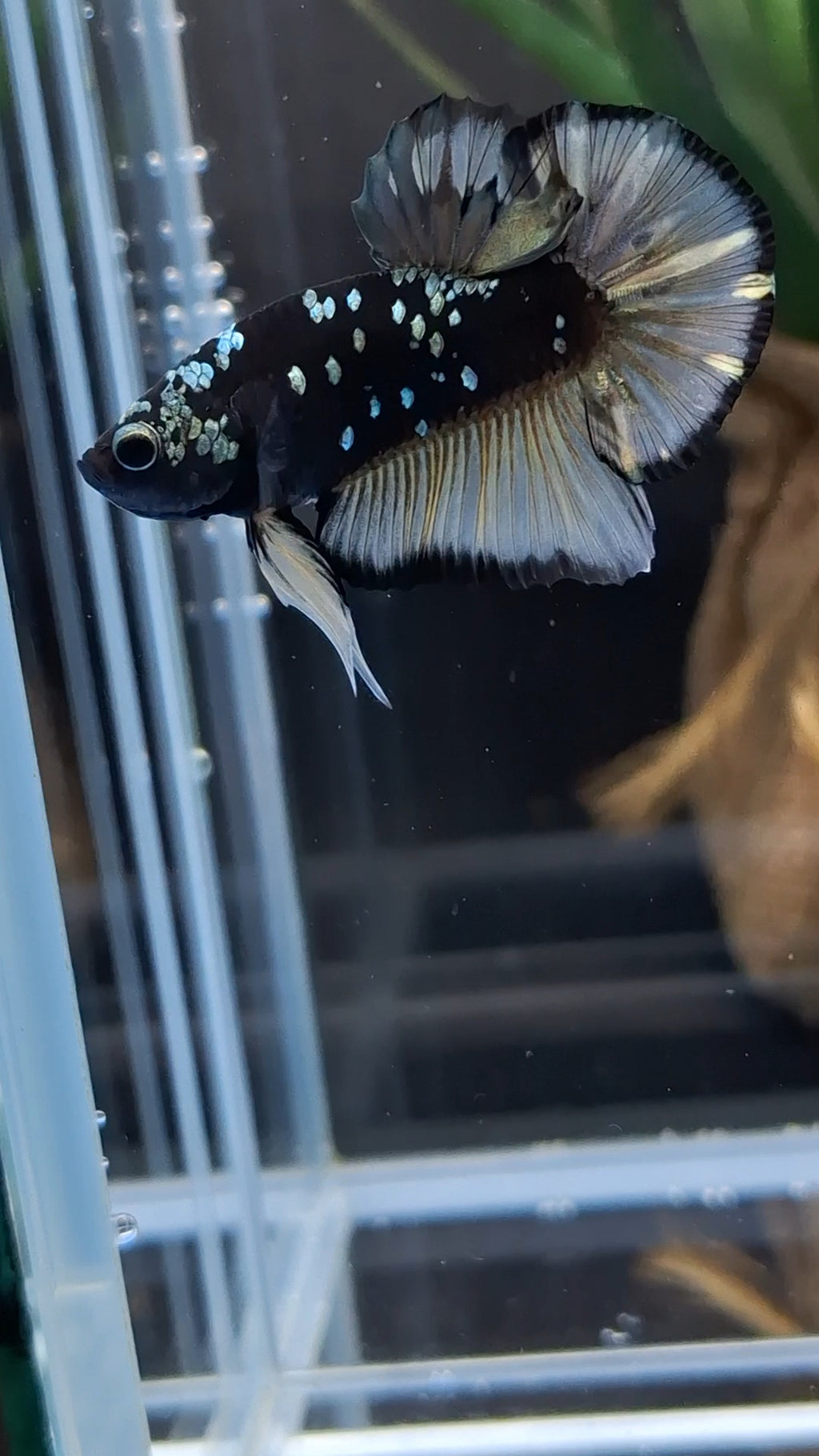 Avatar Yellow Copper Gold Plakat HMPK Betta Fish Male