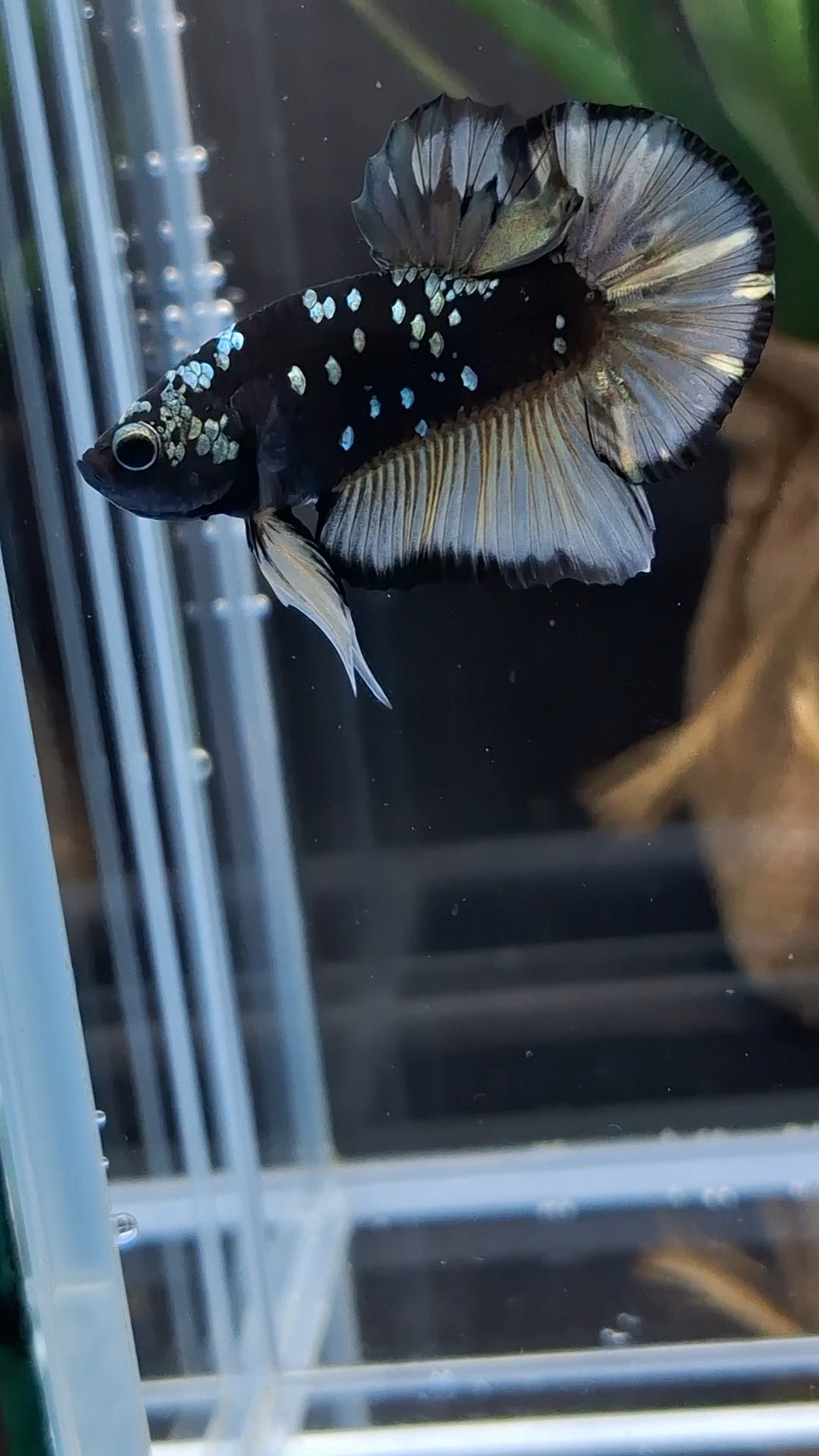 Avatar Yellow Copper Gold Plakat HMPK Betta Fish Male
