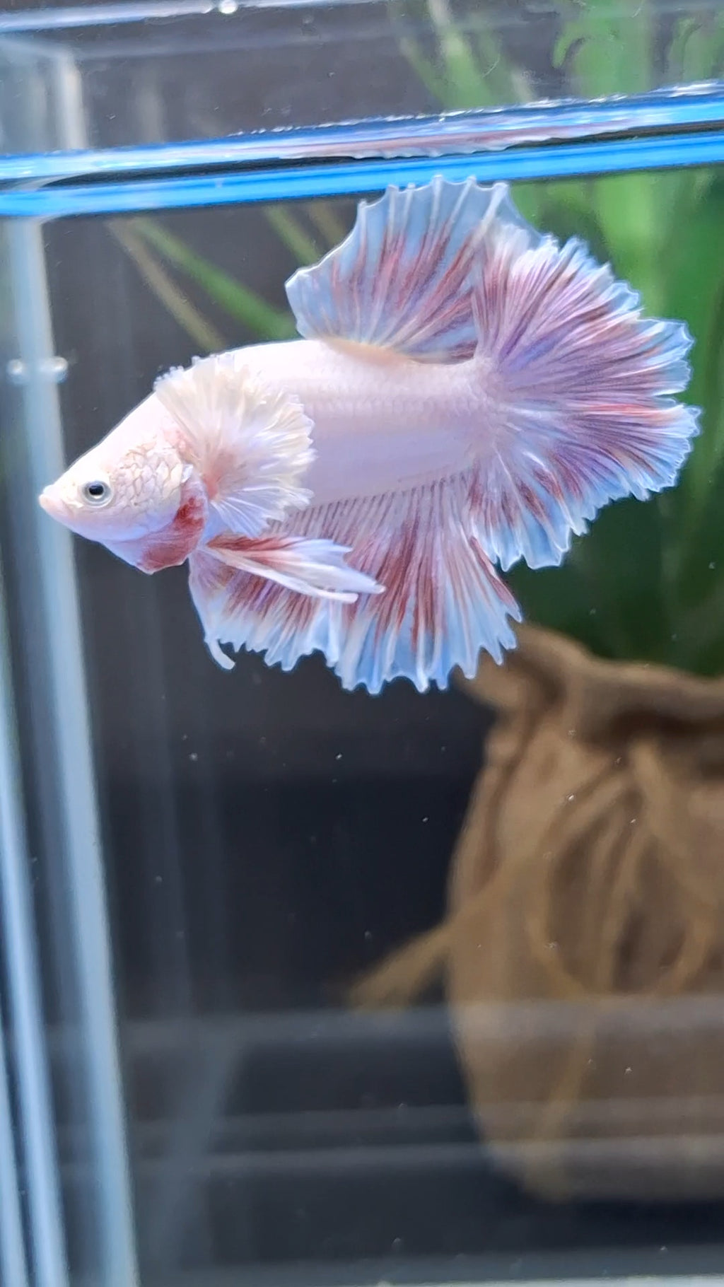King Feathertail Dumbo Ear Pink Butterfly Betta Fish Male