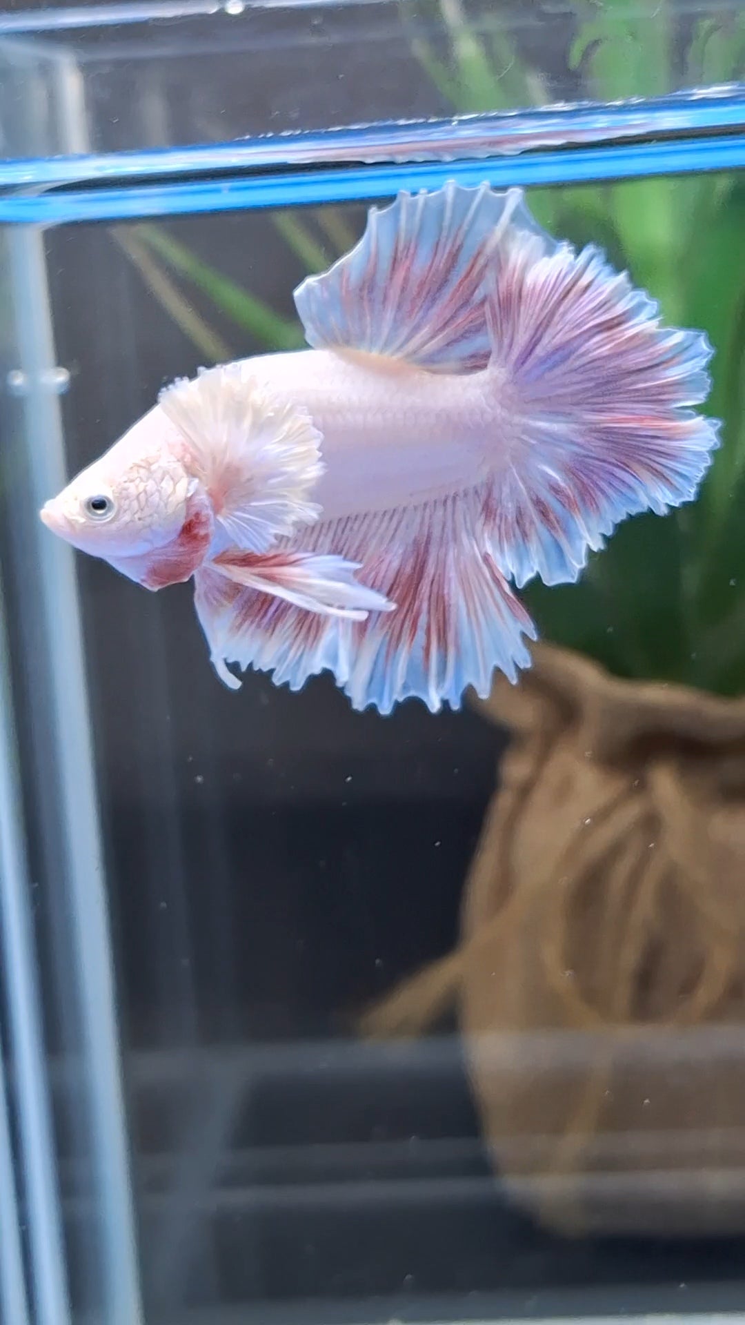 King Feathertail Dumbo Ear Pink Butterfly Betta Fish Male