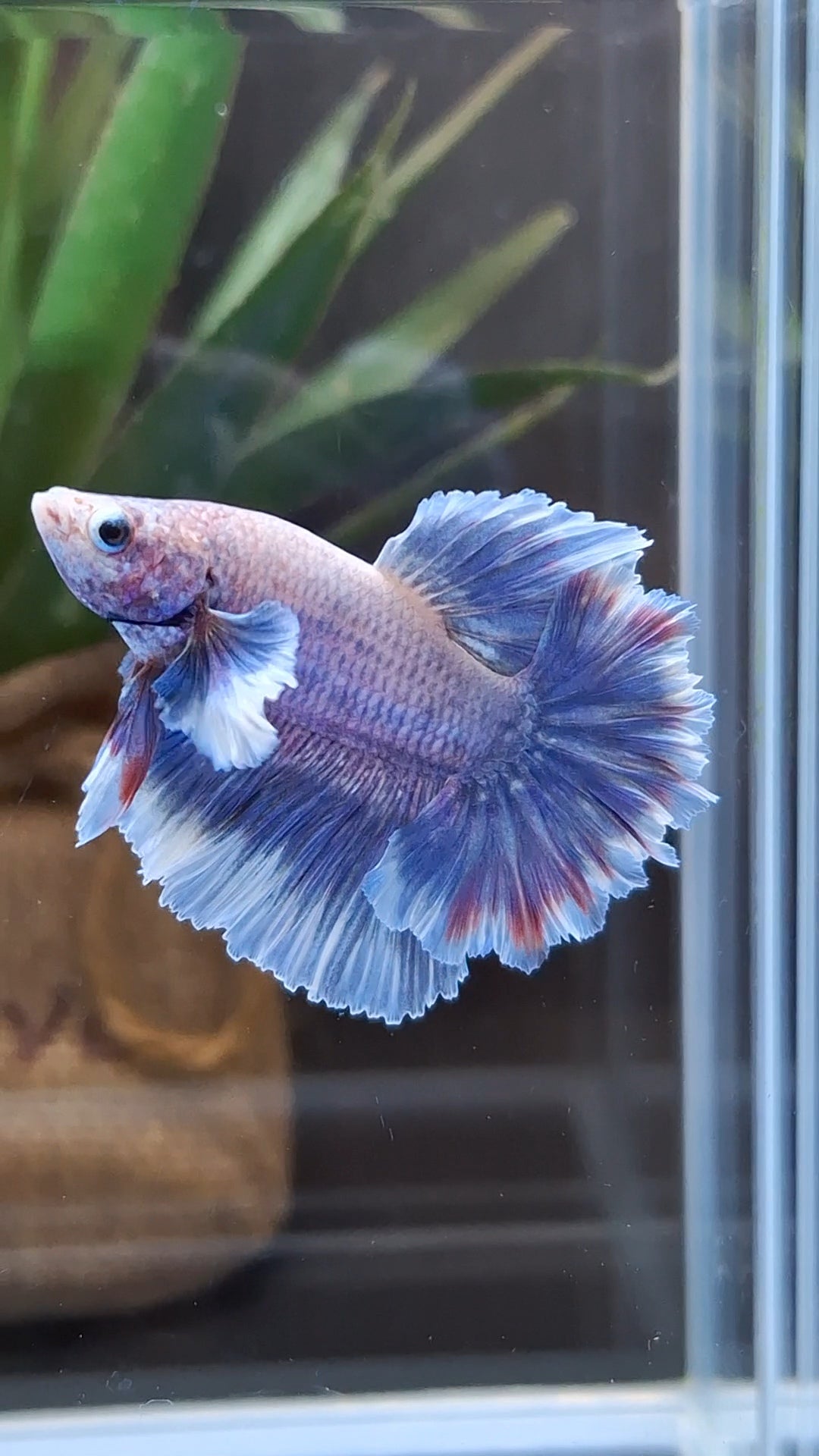 King Feathertail Dumbo Ear Grizzle Butterfly Purple Wash Betta Fish