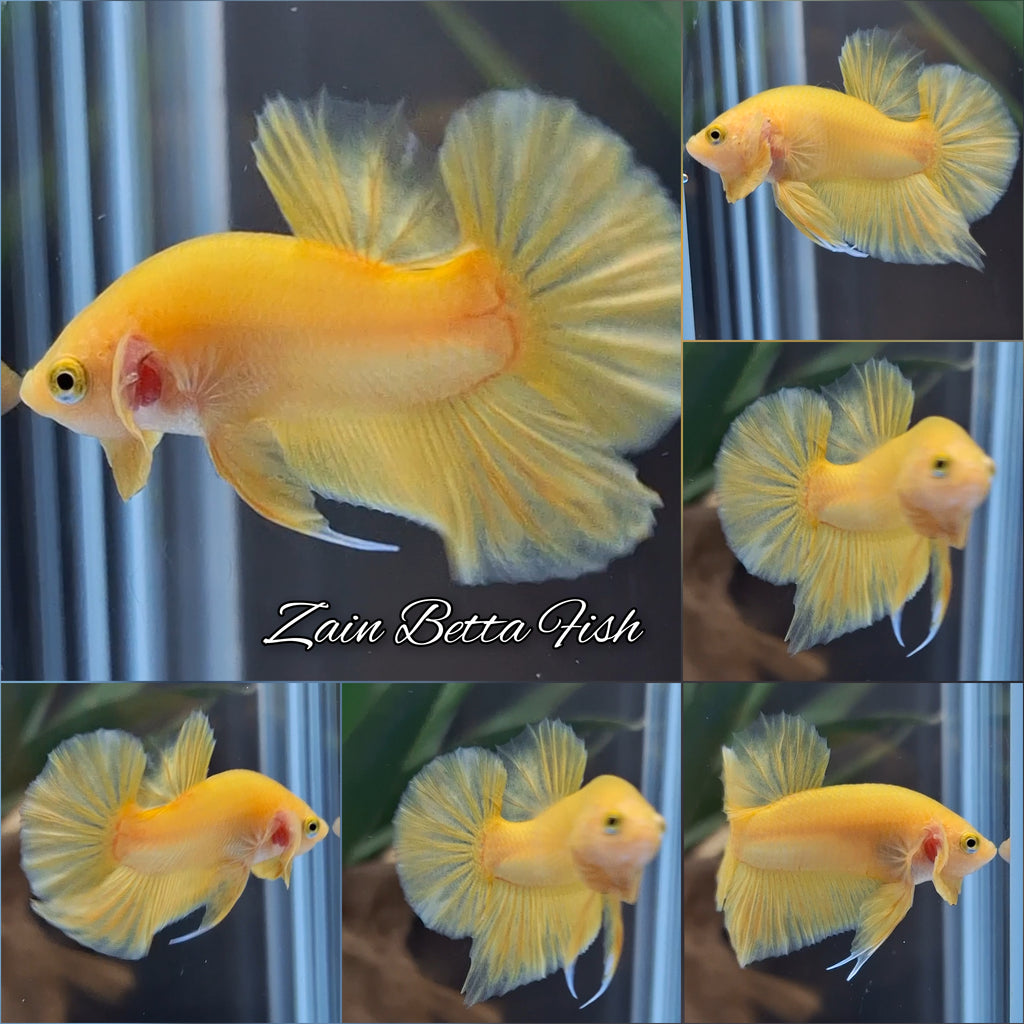 Junior Yellow Solid Color Plakat HMPK Betta Fish Male