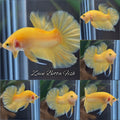 Junior Yellow Solid Color Plakat HMPK Betta Fish Male
