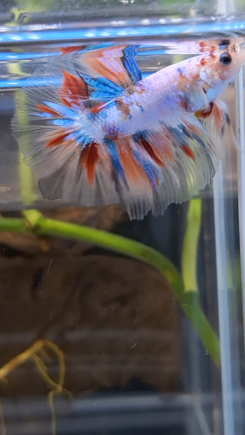 Halfmoon Candy Koi Multicolor Betta Fish Male