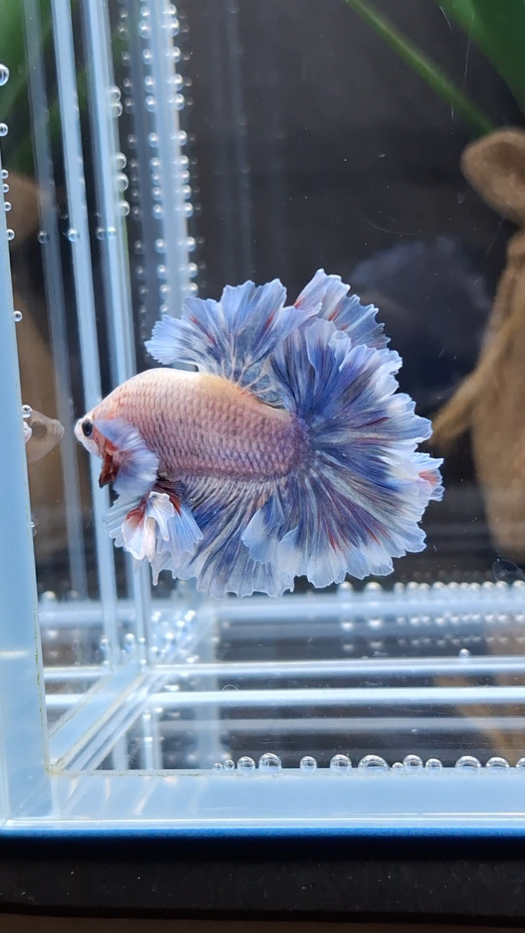 King Feathertail Dumbo Ear Grizzle Butterfly Betta Fish Male
