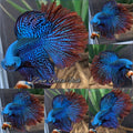 Premium Halfmoon Over Tail Rare Alien Wild Betta Fish Male Large Size